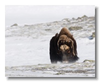 Musk Ox_ANL_8390